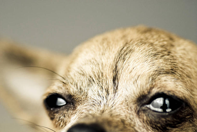 无人,哭,横图,室内,特写,美国,小的,吉娃娃,动物,家畜,摄影,北美,北美洲,加利福尼亚,美洲,加州,洛杉矶,加利福尼亚州,金州,黄金州,害虫,北亚美利加洲,亚美利加洲,悲哀,天使之城,县治,洛杉矶县,美利坚合众国,洛城,纯种犬