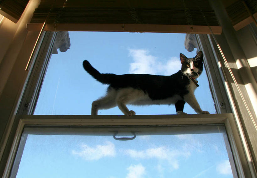 无人,横图,室内,白天,仰视,窗户,宠物,猫,英国,云,注视,天空,动物,观察,看,家畜,平衡,摄影,观看,察看,窗框,关注,北欧,猫科动物,步行,低角度拍摄