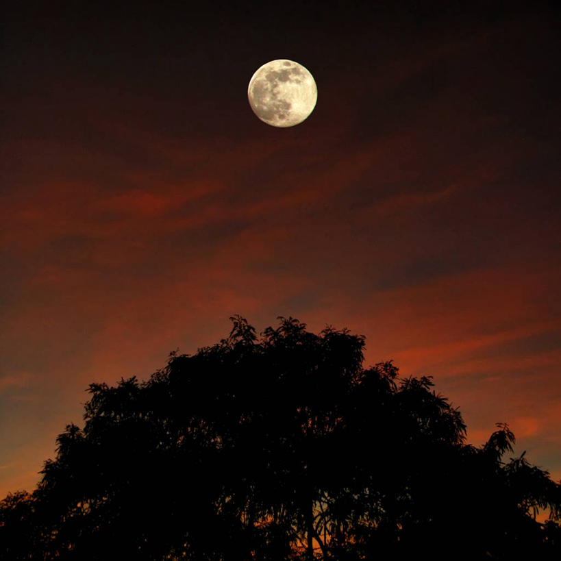 无人,方图,室外,夜晚,神秘,月亮,满月,树,自然,摄影,宁静,环境,剪影,逆光,波多黎各