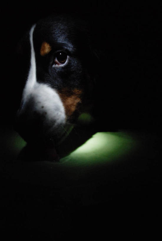 无人,竖图,室外,特写,夜晚,宠物,狗,挪威,欧洲,光亮,动物,家畜,摄影,照亮,斯堪的纳维亚,北欧,斯堪的那维亚,斯堪的那维亚半岛,斯堪的纳维亚半岛,斯堪狄纳维亚半岛,机敏,挪威王国,霍达兰郡,霍达兰