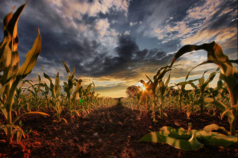 无人,横图,室外,旅游,度假,农业,农作物,玉米,美景,植物,日光,丰富,景观,田地,云,小路,娱乐,天空,自然,黄昏,享受,休闲,景色,放松,摄影,生长,环境,自然风光,捷克共和国,甜玉米