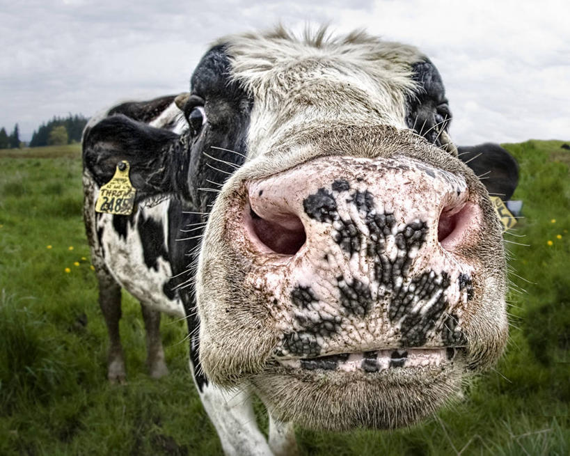 无人,站,横图,室外,特写,白天,广角镜头,牛,美国,云,凌乱,草,树,天空,动物,家畜,摄影,牲畜,幽默,专心,华盛顿州,母牛,广角