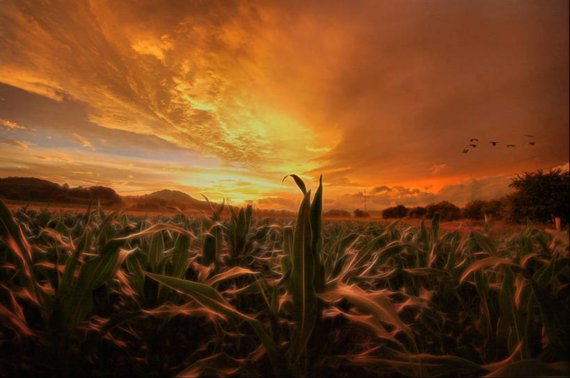 无人,横图,室外,旅游,度假,农业,玉米,美景,山,欧洲,捷克,景观,田地,娱乐,自然,黄昏,享受,休闲,景色,放松,摄影,生长,宁静,环境,自然风光,中欧,捷克共和国,波西米亚,甜玉米