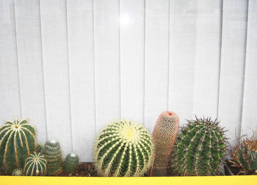 无人,横图,室外,白天,仙人掌,德国,锐利,自然,摄影,多样,保护,环境,锋利,尖锐,荆棘,中欧,危险,肉质植物