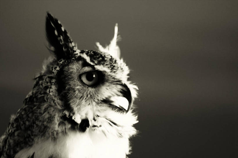 无人,横图,室外,特写,夜晚,通讯,猫头鹰,野生动物,英国,英格兰,动物,看,摄影,北欧,喙,长耳枭,约克郡