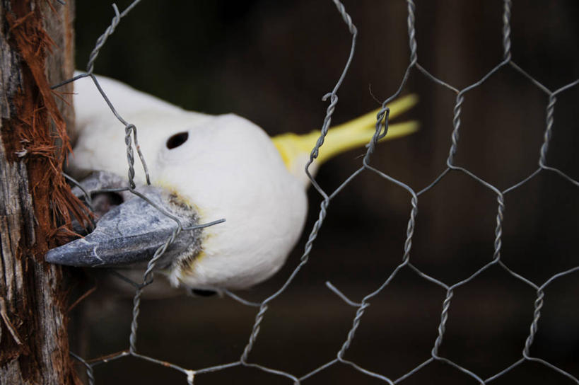 无人,横图,室外,白天,鹦鹉,澳大利亚,鸟类,笼子,鸟笼,家畜,摄影,塔斯马尼亚,澳大拉西亚,美冠鹦鹉,咀嚼