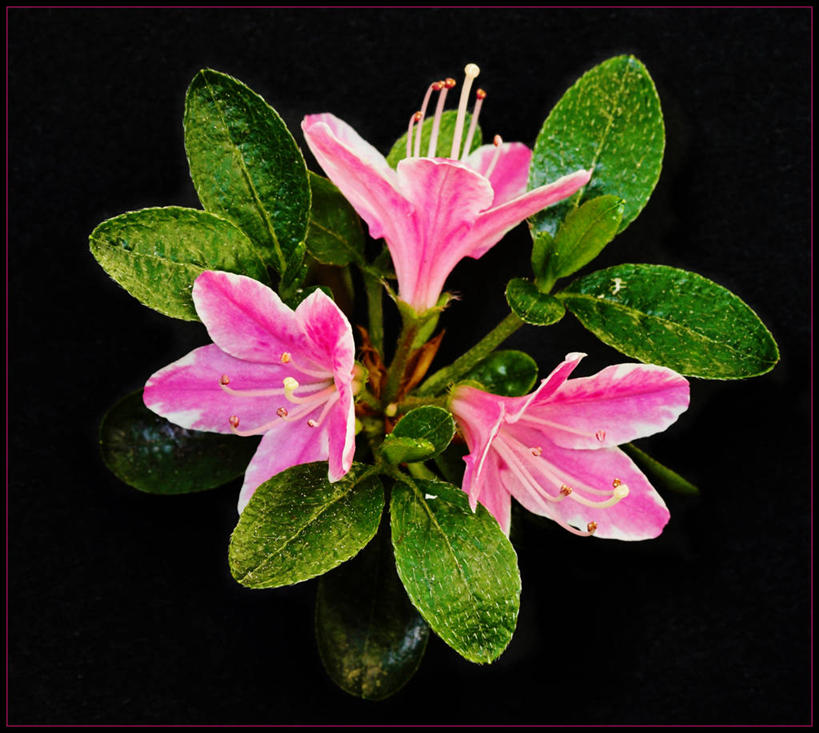 无人,横图,俯视,室内,美景,杜鹃花,叶子,德国,黑色背景,景观,杜鹃,花,粉色,黑色,自然,景色,摄影,喜悦,脆弱,克制,清新,自然风光,中欧,红杜鹃,满山红,清明花,清时,山踯躅,红踯躅,节制,欣喜,黑森州,山石榴,映山红,高角度拍摄,影棚拍摄