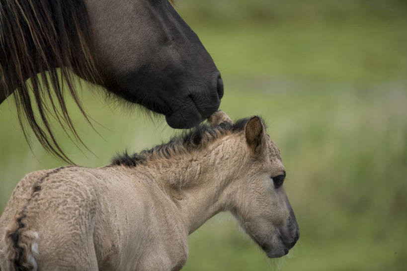 无人,横图,室外,特写,白天,马,野生动物,荷兰,动物,两只,摄影,部分,近景,驹