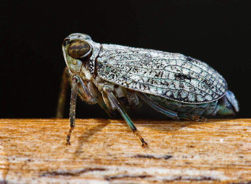 无人,横图,室外,白天,水,家具,桌子,野生动物,德国,昆虫,木纹,液体,水滴,动物,摄影,中欧,法兰克福,黑森州,飞虱