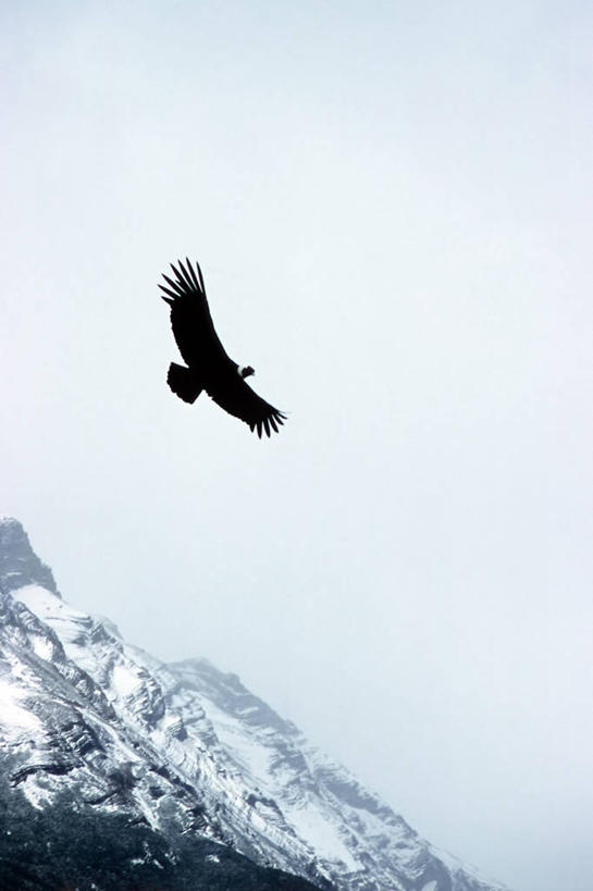 无人,竖图,室外,白天,仰视,自由,山,雪,野生动物,阿根廷,天空,自然,动物,南美,摄影,环境,冰河,万里无云,巴塔哥尼亚,莫雷诺冰川,自然地理,秃鹰,低角度拍摄