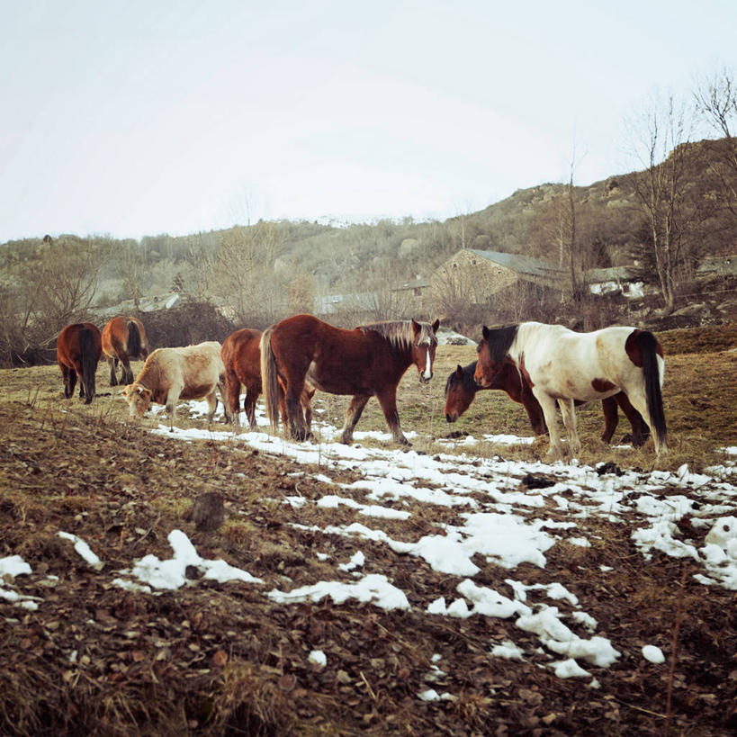 无人,站,方图,室外,白天,山,雪,马,野生动物,西班牙,巴塞罗那,冬天,单词,顶部,树,天空,自然,动物,家畜,摄影,牲畜,部分,环境,伊比利亚半岛,万里无云,巴塞罗那省