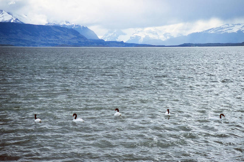 游泳,无人,横图,室外,白天,海洋,山,山脉,水,雪,野生动物,天鹅,智利,波纹,云,风景,天空,自然,南美,摄影,五只,宁静,环境,南美洲,拉丁美洲,近景,美洲,首府,亚美利加洲,南亚美利加洲,智利共和国,巴塔哥尼亚,纳塔莱斯港,麦哲伦.智利南极大区,黑颈天鹅,乌尔蒂马埃斯佩兰萨省