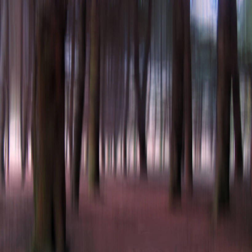 无人,传教士,方图,室外,白天,抽象,神秘,森林,树林,英国,苏格兰,树,树干,自然,摄影,生长,宁静,环境,北欧,探险家,大卫.李文斯顿,大卫.利文斯通,戴维.利文斯通,利文斯敦,利文斯通,散焦