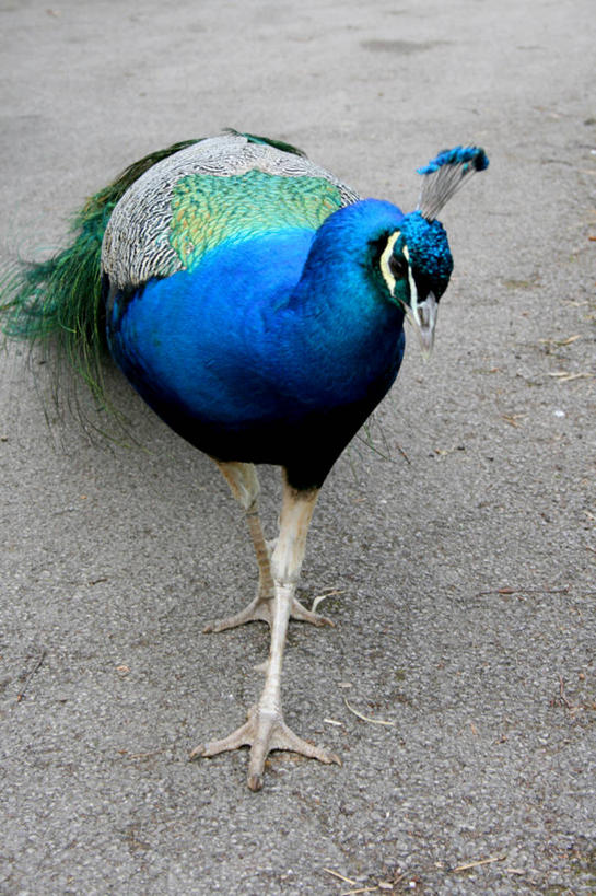 无人,站,竖图,室外,白天,骄傲,孔雀,野生动物,羽毛,英国,动物,摄影,北欧,热带鸟