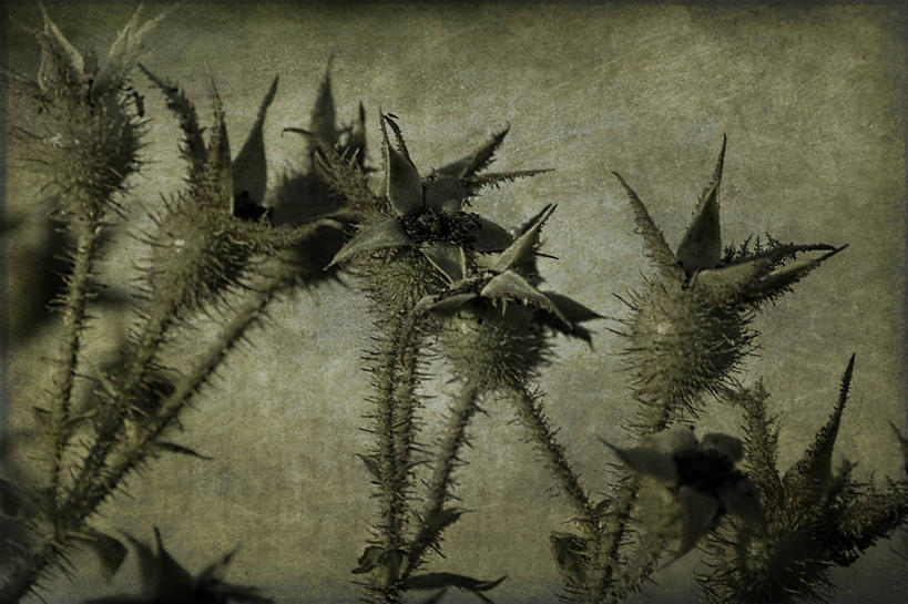 无人,横图,室外,白天,美景,玫瑰,德国,景观,茎,首都,柏林,花瓣,绿色,自然,景色,摄影,生长,创造力,脆弱,荆棘,自然风光,中欧,肌理,延时摄影