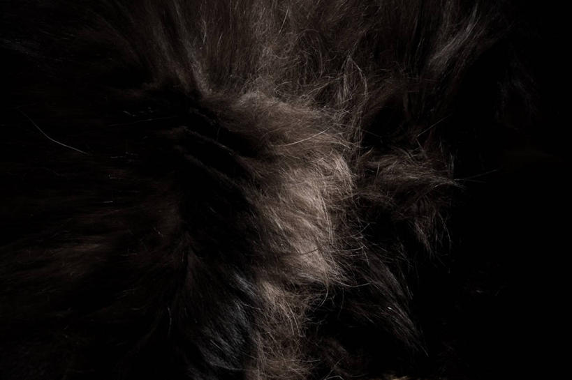 无人,横图,室内,特写,宠物,猫,法国,黑色背景,黑色,动物,家畜,摄影,猫科动物,中欧,影棚拍摄