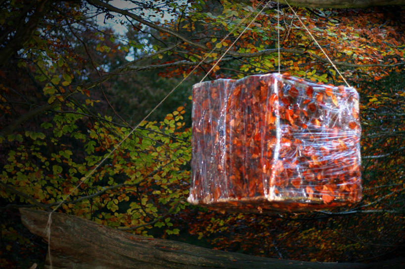 无人,横图,室外,白天,异乎寻常,森林,英国,吊挂,覆盖,悬挂,塑胶,挂,盒子,树,排列,自然,摄影,生长,环境,北欧,改变,收集,想法,秋天