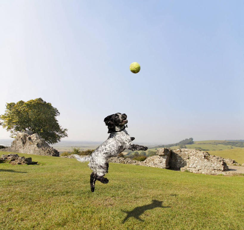 无人,跳,横图,室外,白天,留白,网球,宠物,狗,英国,阴影,半空,草,树,天空,动物,家畜,活力,摄影,动作,接,敏捷,北欧,斯班尼犬,机敏,万里无云,艾塞克斯大学,斯普林斯班尼犬,绍森德,纯种犬
