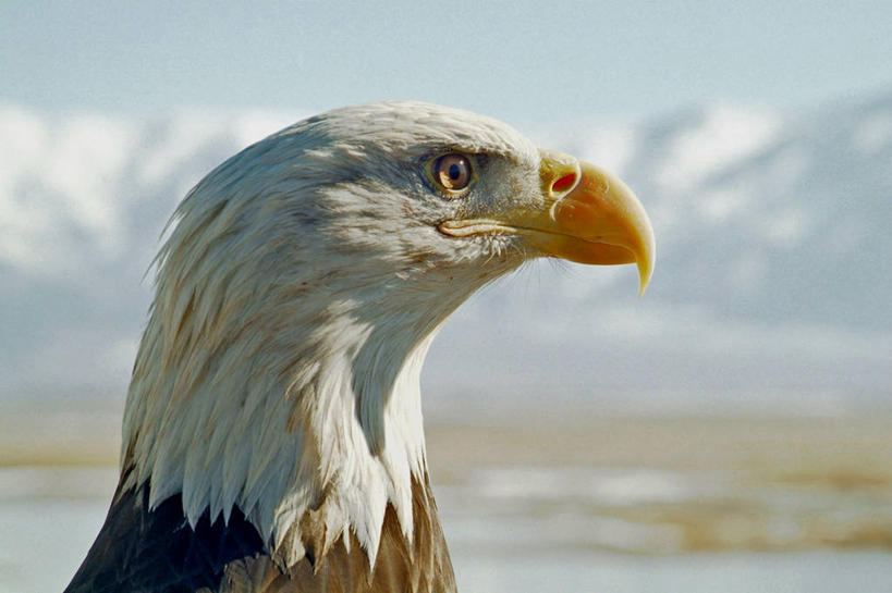 无人,横图,室外,特写,白天,侧面,雪,野生动物,美国,云,天空,动物,看,力量,摄影,北美,北美洲,美洲,白头鹰,洛矶山脉,北亚美利加洲,亚美利加洲,犹他,奥格登,美利坚合众国