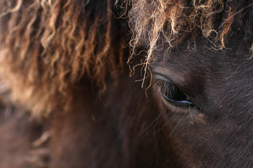 无人,横图,室外,特写,马,欧洲,冰岛,动物,看,家畜,摄影,牲畜,北欧,小马,冰岛共和国,冰岛马,全画面,全框架,全帧,全画幅