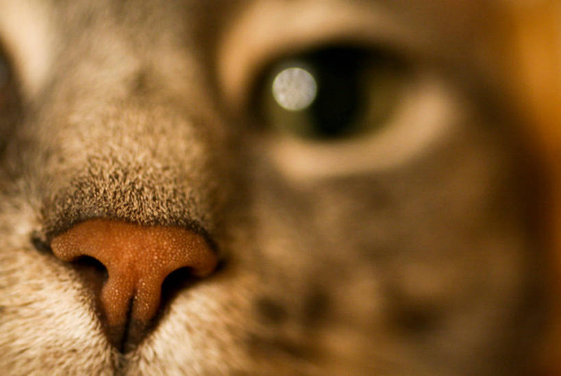 无人,横图,特写,微距,城市,宠物,猫,美国,小猫,动物,家畜,摄影,北美,北美洲,猫科动物,美洲,北亚美利加洲,亚美利加洲,肯塔基,肯塔基州,青草之州,莱克星顿,雷克星敦,列克星敦,美利坚合众国