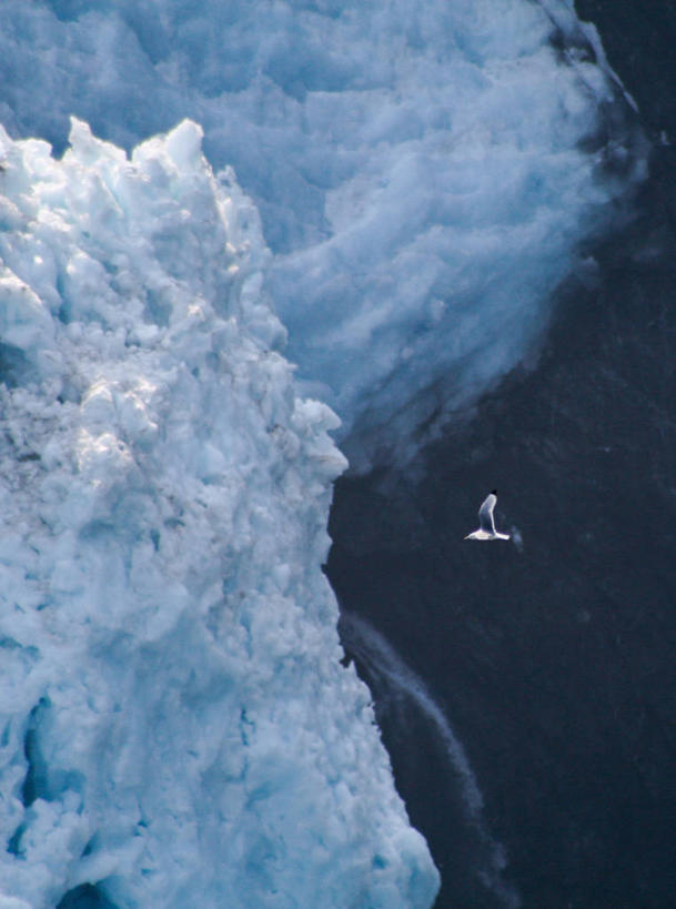 无人,竖图,俯视,航拍,室外,白天,北极,海鸥,野生动物,美国,朦胧,模糊,鸟类,冰,飞,蓝色,风景,动物,寒冷,摄影,国王,鸟瞰,释放,等,冰河,阿拉斯加,法国国王,三趾鸥,路易十五,瓦尔迪兹,高角度拍摄,旅行