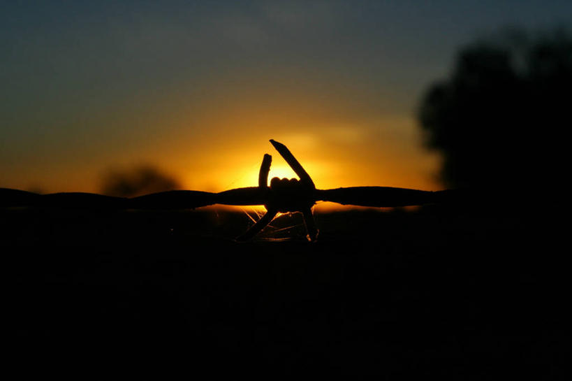 无人,横图,室外,安全,美景,日落,阿根廷,缠绕,景观,首都,自然,黄昏,景色,南美,摄影,保护,环境,金属丝,自然风光,剪影,逆光,布宜诺斯艾利斯,带刺铁丝网