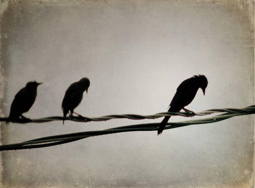 无人,横图,阶调图片,室外,白天,野生动物,美国,三只,鸟类,电缆,摄影,栖息,剪影,逆光,电力线