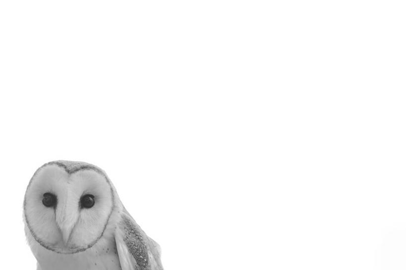 无人,横图,特写,留白,白色背景,野生动物,美国,摄影,德克萨斯,谷仓枭,影棚拍摄