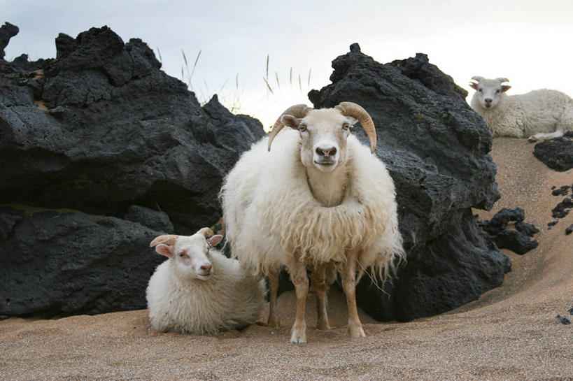 无人,站,横图,室外,白天,冰岛,三只,动物,家畜,摄影,牲畜,斯奈山半岛,岩石,绵羊