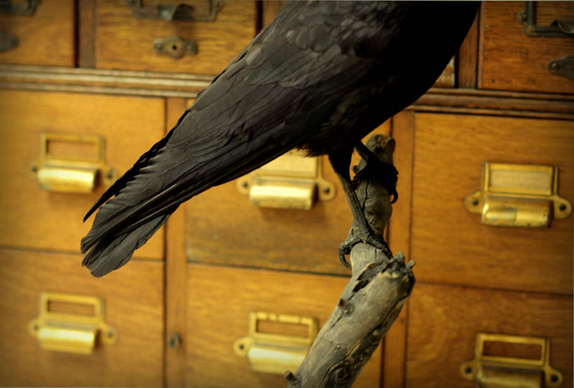 无人,横图,室外,特写,白天,异乎寻常,野生动物,抽屉,美国,一排,整齐,鸟类,排列,摄影,部分,乌鸦,组织,队列,嫩枝,卡片目录