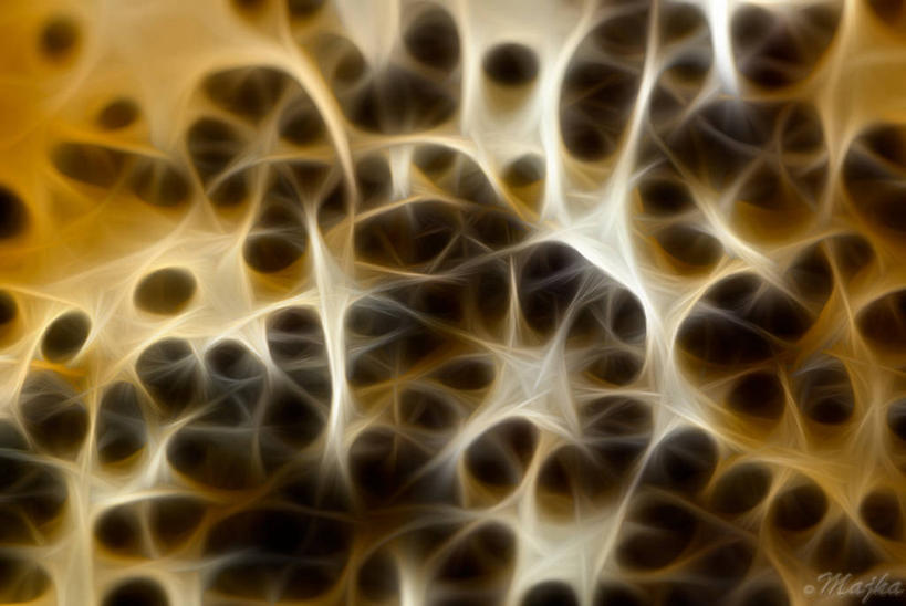 无人,横图,特写,斯洛伐克,许多,丰富,种子,很多,摄影,想法