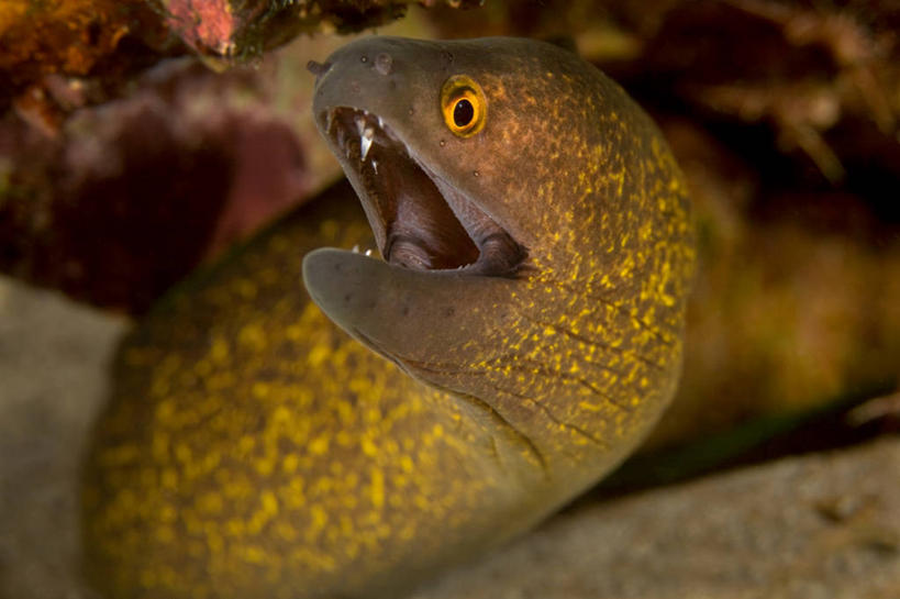 无人,横图,室外,特写,水下,印度尼西亚,鱼类,张嘴,摄影,张大嘴巴,苏门答腊岛,张开嘴,亚齐省