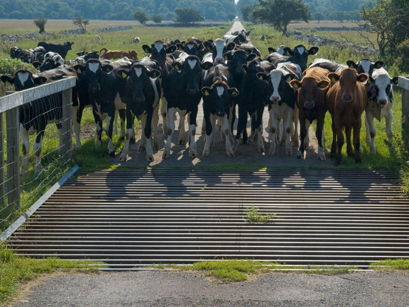 无人,栏杆,横图,室外,白天,正面,安全,美景,宠物,瑞典,一群,许多,栅栏,地形,景观,篱笆,围栏,很多,护栏,草,自然,家畜,景色,摄影,保护,自然风光,斯堪狄纳维亚半岛,母牛,奥兰,家牛,好奇心