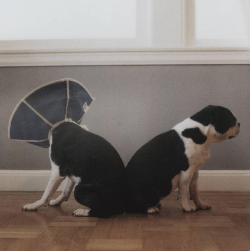 无人,坐,竖图,室内,宠物,狗,美国,小的,动物,背靠背,两只,家畜,摄影,保护,幽默,北美,北美洲,加利福尼亚,美洲,旧金山,北亚美利加洲,亚美利加洲,波士顿猎犬,美利坚合众国