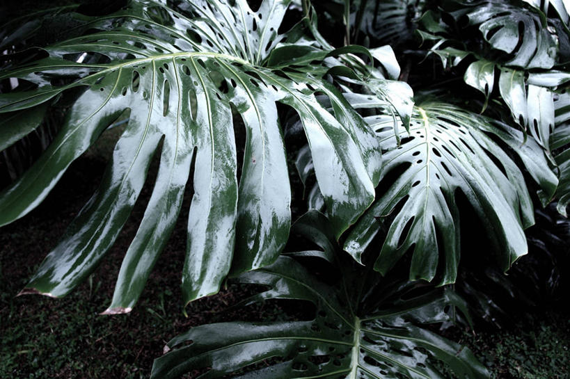 无人,横图,室外,白天,哥斯达黎加,树,自然,摄影,生长,北美,北美洲,中美洲,清新,美洲,棕榈叶,北亚美利加洲,亚美利加洲,哥斯达黎加共和国,圣何塞