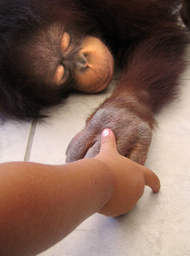 儿童,手,一个人,竖图,室内,特写,白天,友谊,纯洁,菲律宾,可爱,童年,童趣,人体,摄影,童真,烂漫,无邪,苏门答腊猩猩,濒危物种,天真,闭着眼睛,手牵手,睡觉