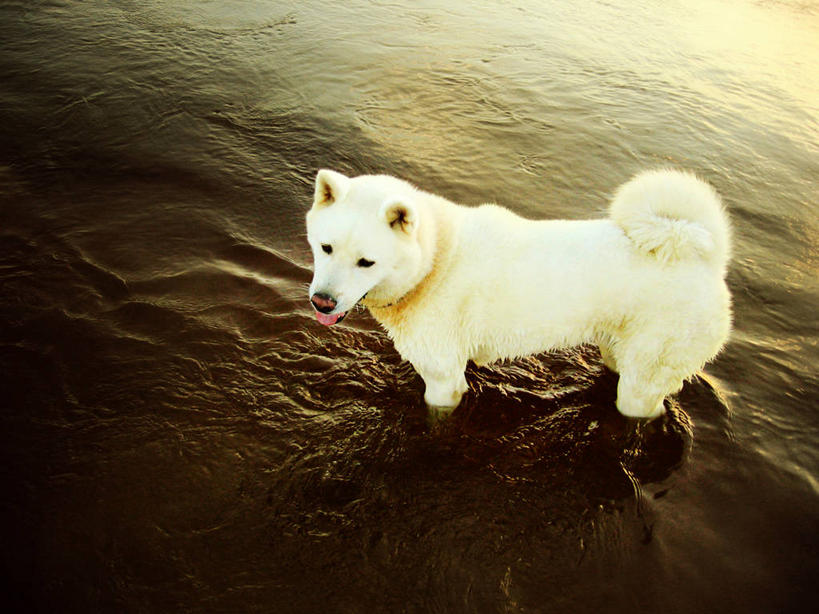 无人,站,横图,俯视,室外,白天,海洋,宠物,巴西,南美,摄影,圣卡塔琳娜,彩图,高角度拍摄,纯种犬