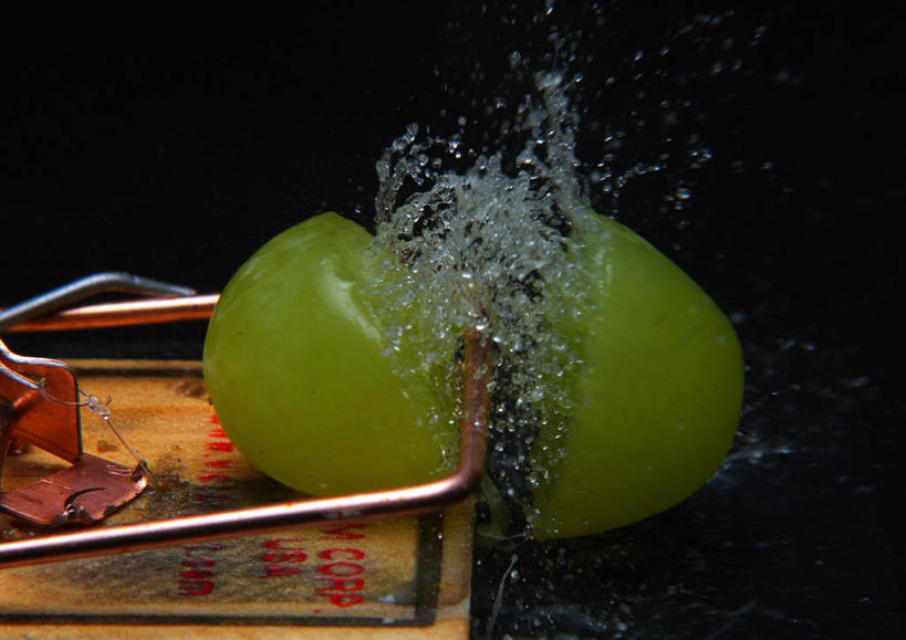 无人,横图,爆炸,葡萄,美国,黑色背景,水滴,力量,摄影,捕鼠器,北美,北美洲,清新,美洲,阿肯色州,北亚美利加洲,亚美利加洲,想法,彩图,影棚拍摄,美利坚合众国