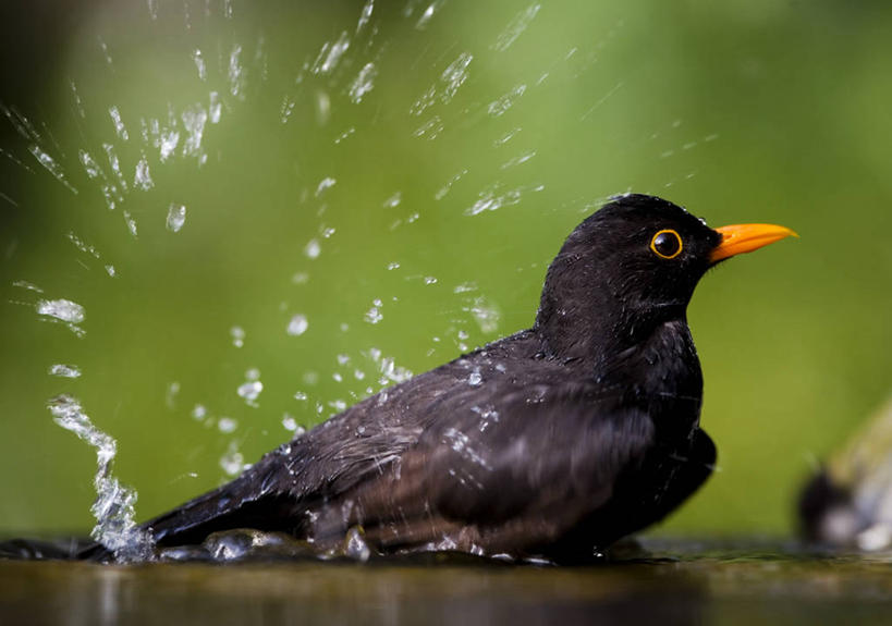 无人,坐,横图,室外,白天,侧面,鸟,野生动物,湿,溅,鸟类,水滴,水面,摄影,近景,匈牙利共和国,洗涤,彩图