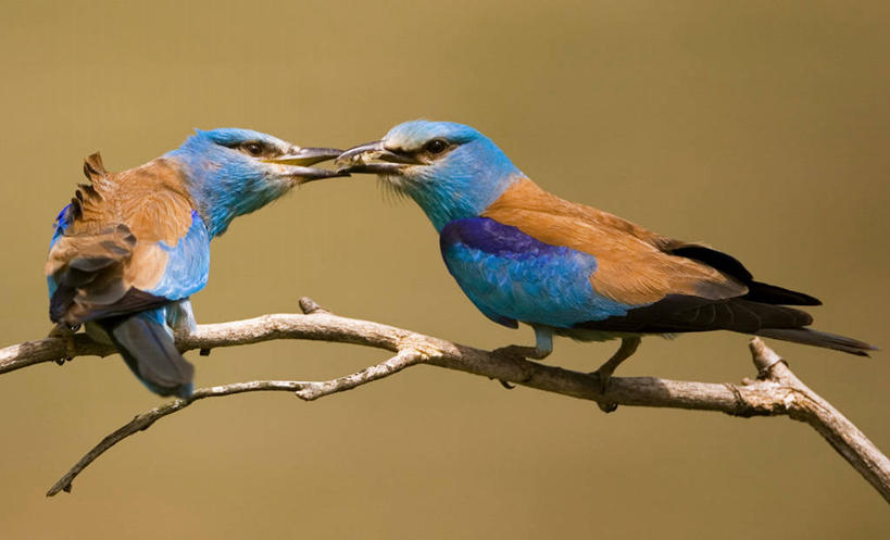 无人,吃,横图,室外,白天,分享,野生动物,三只,鸟类,捕食,昆虫,摄影,栖息,叼着,喙,嫩枝,匈牙利共和国,彩图