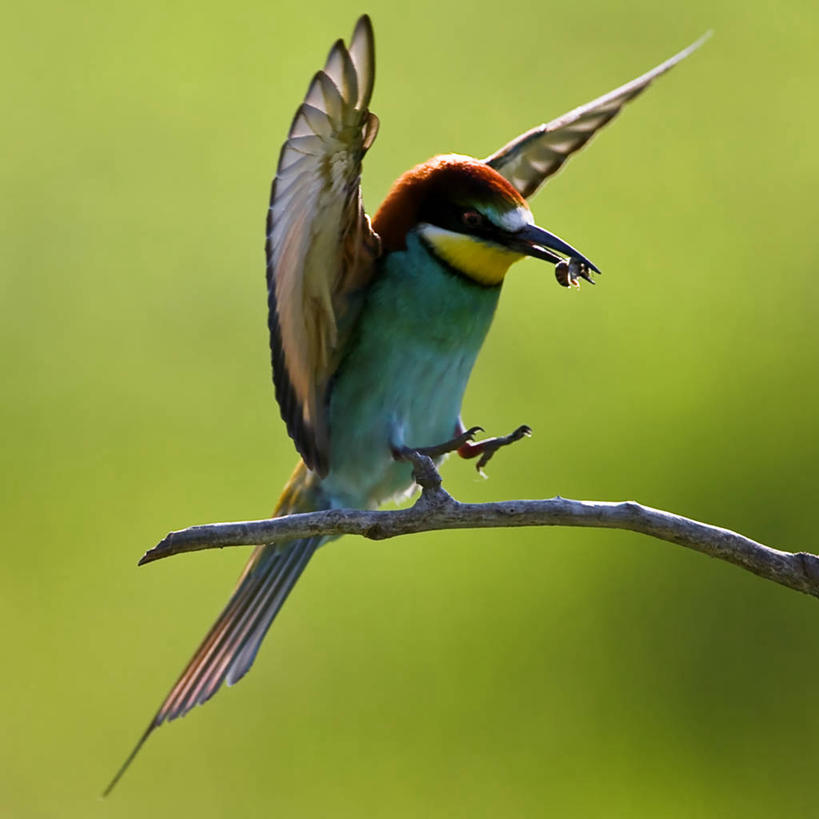 无人,吃,方图,室外,白天,野生动物,蜜蜂,捕食,动物,两只,摄影,栖息,叼着,喙,嫩枝,匈牙利共和国,食蜂鸟,彩图