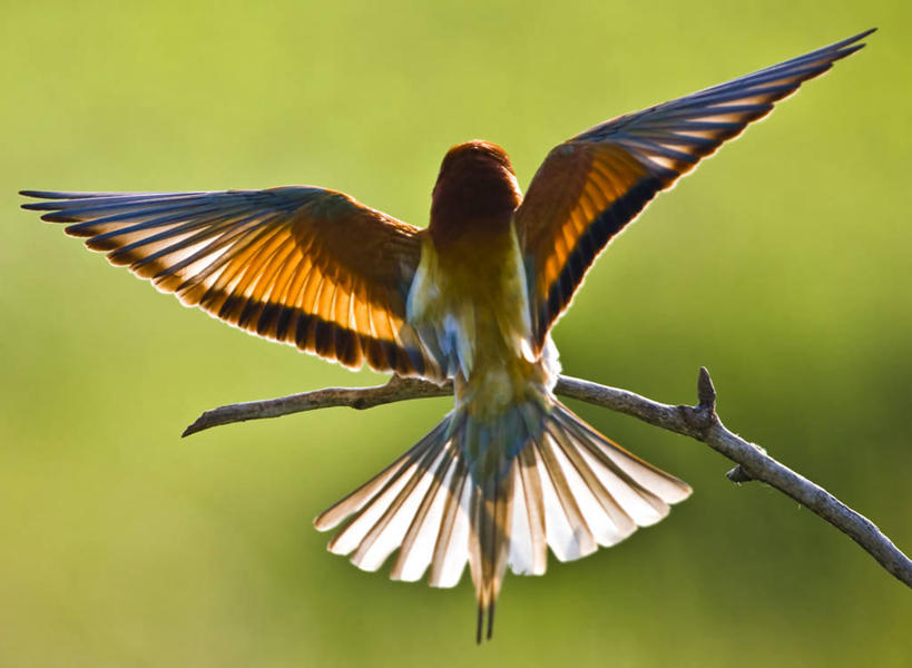 无人,横图,室外,白天,野生动物,背面,摄影,栖息,嫩枝,匈牙利共和国,食蜂鸟,彩图