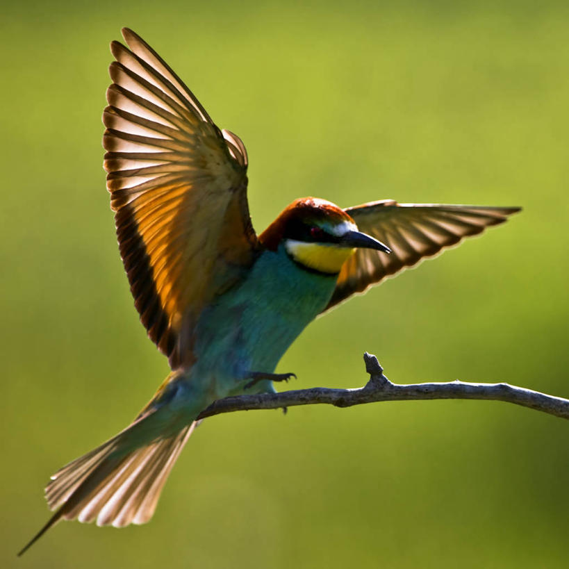 无人,方图,室外,白天,野生动物,摄影,栖息,嫩枝,匈牙利共和国,食蜂鸟,彩图
