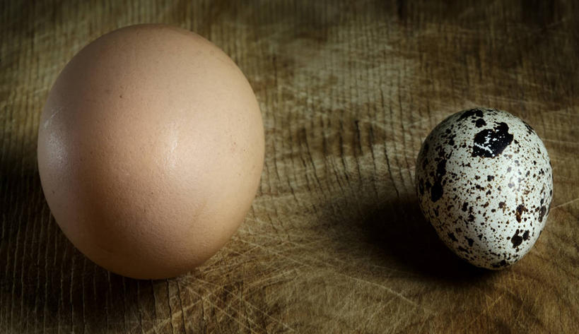 无人,横图,室内,白天,哈萨克斯坦,斑点,两个,比较,摄影,中亚,卵,阿拉木图,彩图