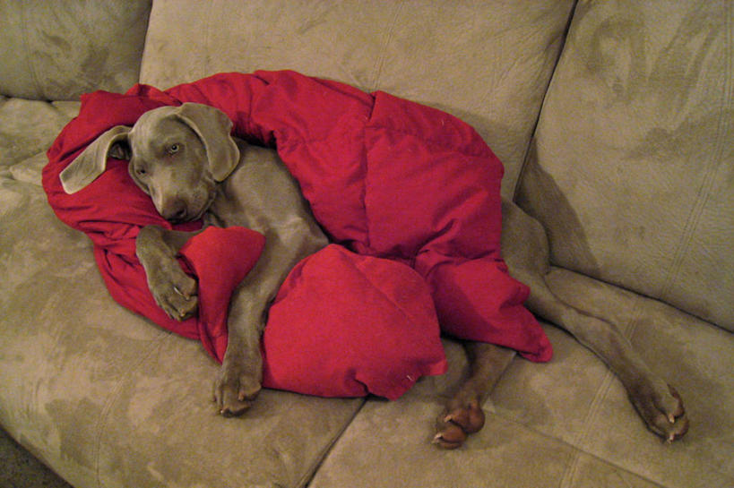 无人,躺,横图,室内,白天,纯洁,沙发,宠物,狗,美国,毯子,小狗,动物,放松,可爱,童年,童趣,摄影,北美,北美洲,美洲,童真,烂漫,无邪,德国魏犬,北亚美利加洲,亚美利加洲,明尼苏达,懒散,天真,睡觉,彩图,美利坚合众国