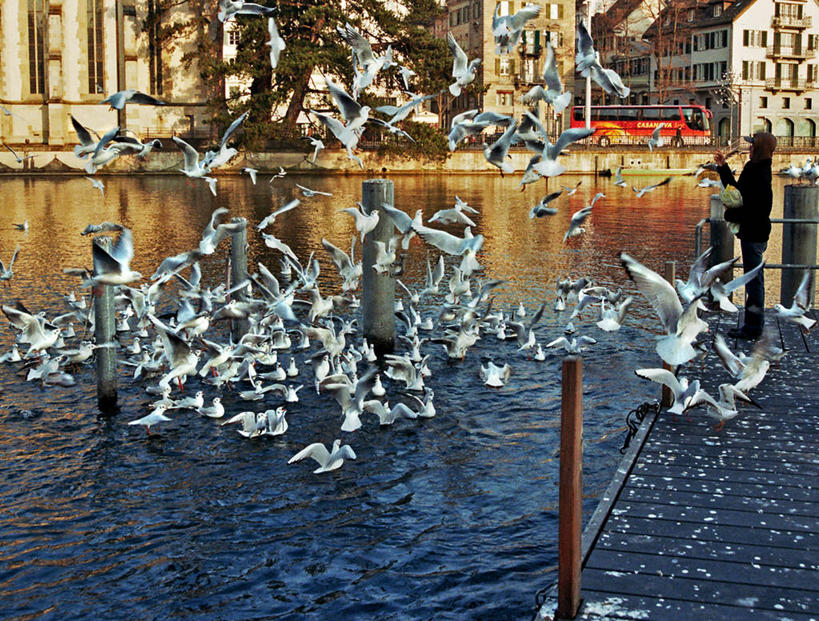 成年人,一个人,无人,站,横图,俯视,室外,白天,河流,建筑,海鸥,瑞士,欧洲,仅一个男性,一群,许多,丰富,鸟类,很多,摄影,饥饿,中欧,瑞士联邦,苏黎世州,喂养,苏黎士,彩图,高角度拍摄,饿