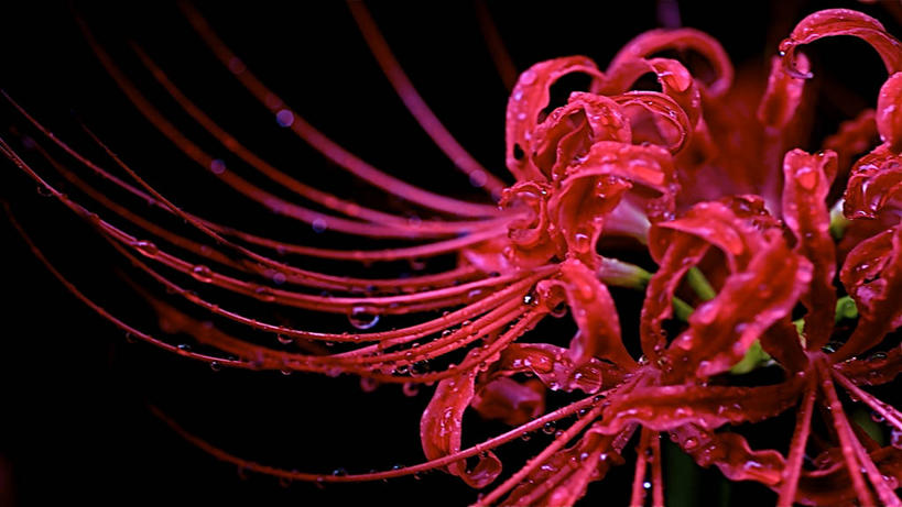 无人,横图,彩色,美景,东京,日本,黑色背景,景观,水滴,关东地区,首都,花,红色,自然,景色,摄影,五颜六色,色彩斑斓,脆弱,清新,自然风光,五彩缤纷,东亚,蜘蛛百合,五彩斑斓,五光十色,彩图,影棚拍摄