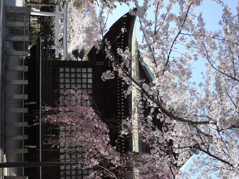 无人,横图,室外,白天,建筑,樱花,东京,日本,日本文化,枝,关东地区,首都,宝塔,树,粉色,摄影,东亚,彩图