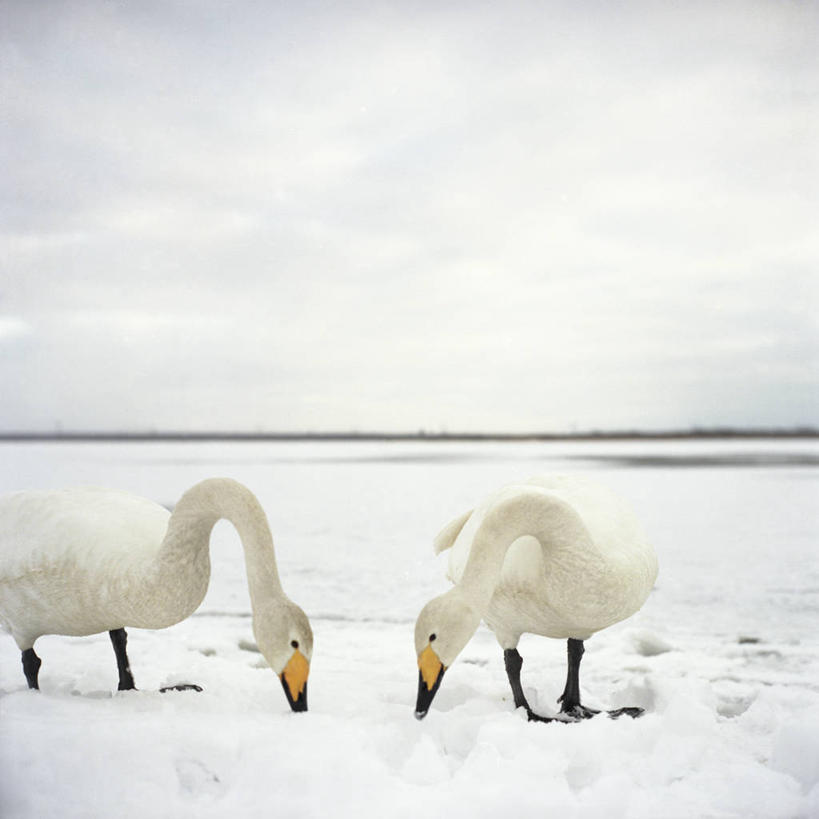 无人,方图,室外,白天,留白,湖,美景,雪,多云,野生动物,北海道,日本,地平线,景观,冬天,辽阔,地面,白色,自然,动物,两只,广阔,景色,寒冷,摄影,一望无际,优美,自然风光,延伸,东亚,天地相交,大天鹅,无边无际,一马平川,喂养,彩图,忍耐力
